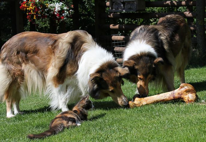 Collies,Krümel1