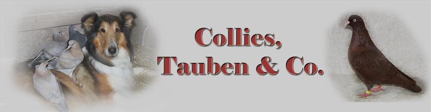 Banner Banner